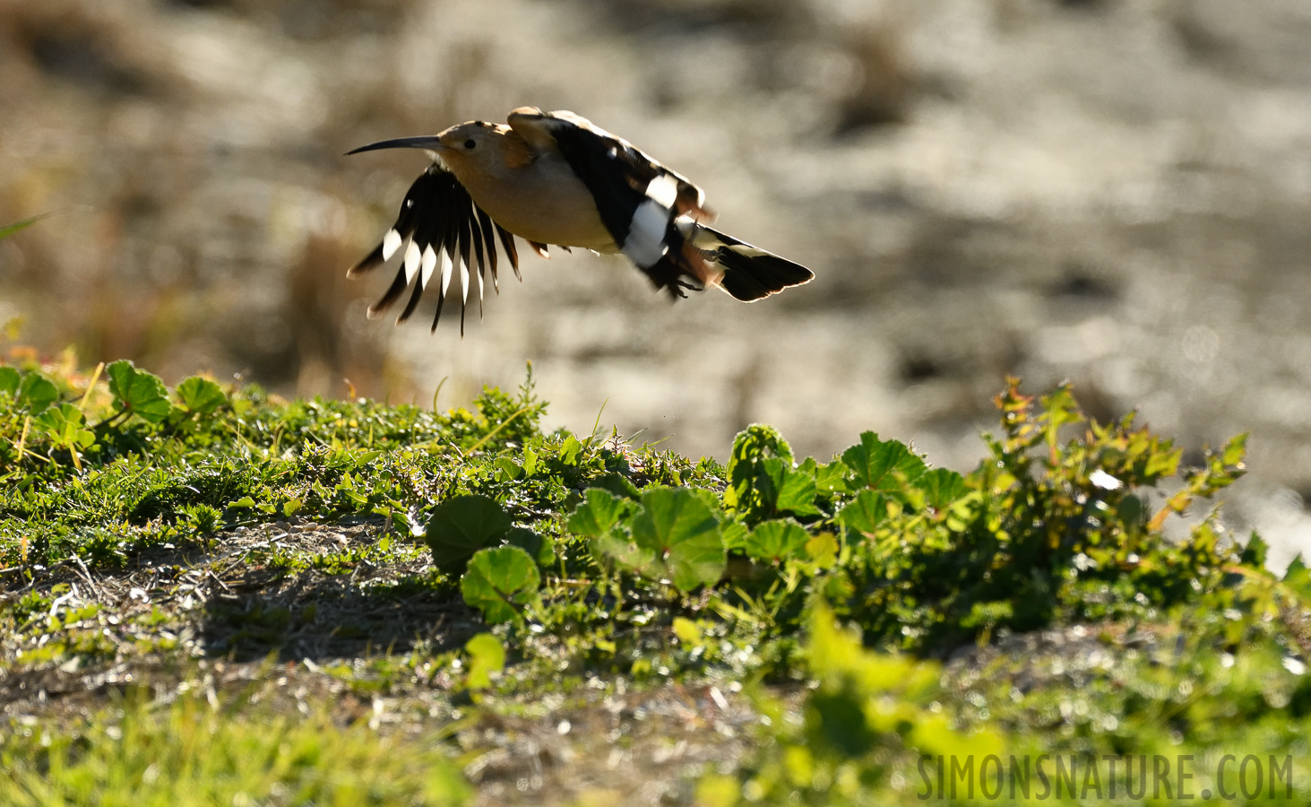 Upupa epops epops [400 mm, 1/3200 Sek. bei f / 8.0, ISO 1600]